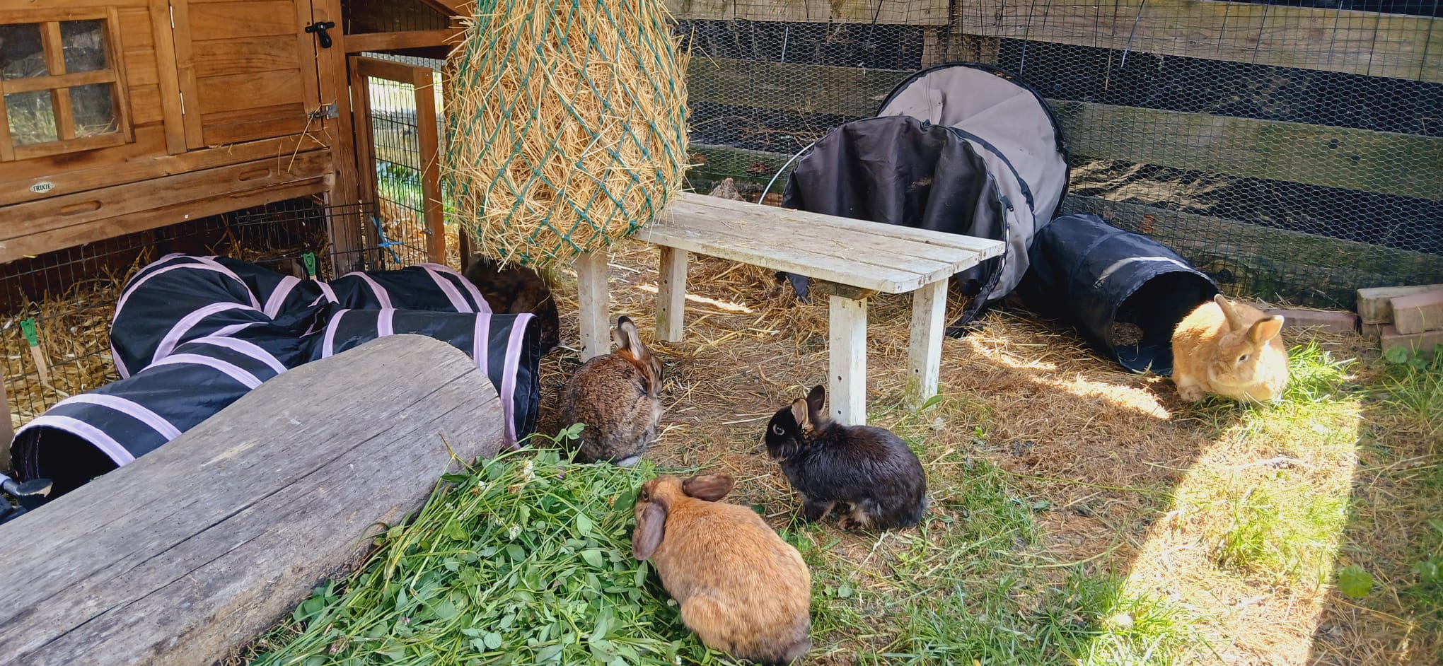 Kaninchen