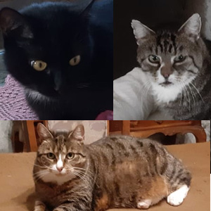 Unsere Wohnungs-katzen