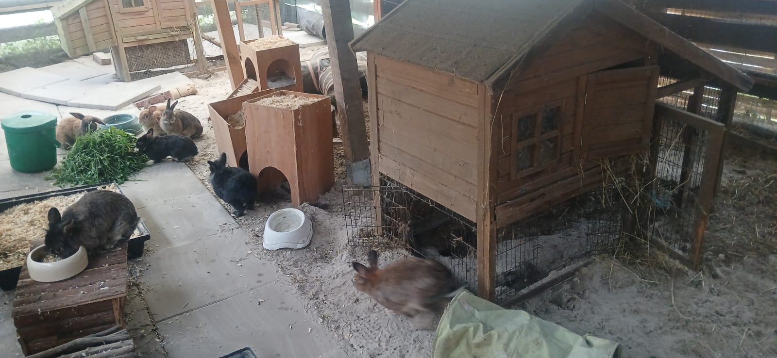 Kaninchen