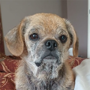 Peanut